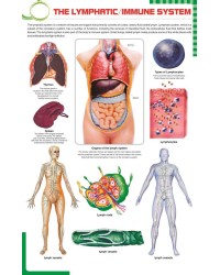 The lymphatic immune system